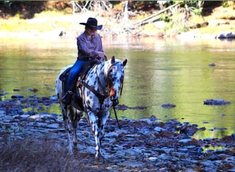 Appaloosa, Wallach, 11 Jahre, 152 cm, Tigerschecke
