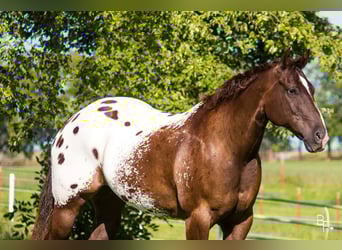 Appaloosa, Wallach, 11 Jahre, 155 cm, Rotbrauner