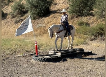 Appaloosa, Wallach, 11 Jahre, 155 cm, White