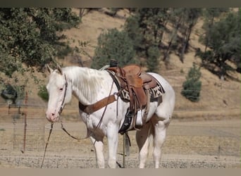 Appaloosa, Wallach, 11 Jahre, 155 cm, White