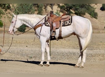 Appaloosa, Wallach, 11 Jahre, 155 cm, White