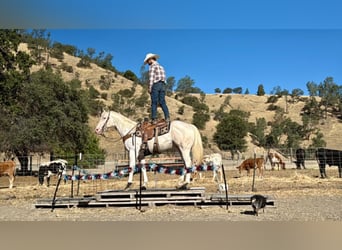 Appaloosa, Wallach, 11 Jahre, 155 cm, White