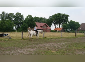 Appaloosa, Wallach, 11 Jahre, 160 cm