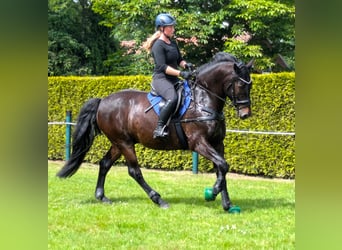 Appaloosa, Wallach, 11 Jahre, 164 cm, Schwarzbrauner