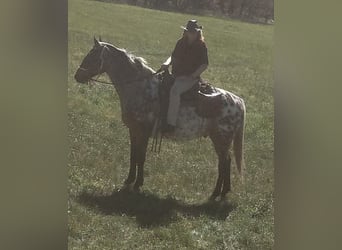 Appaloosa Mix, Wallach, 11 Jahre, 164 cm, Tigerschecke