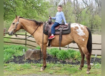 Appaloosa, Wallach, 11 Jahre, Buckskin