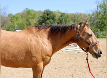 Appaloosa, Wallach, 11 Jahre, Buckskin