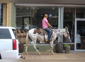 Appaloosa, Wallach, 11 Jahre, Dunkelfuchs