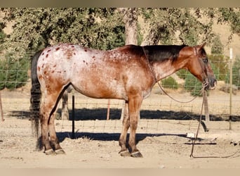 Appaloosa, Wallach, 11 Jahre, Rotbrauner