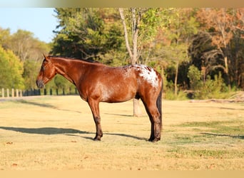 Appaloosa, Wallach, 12 Jahre, 152 cm
