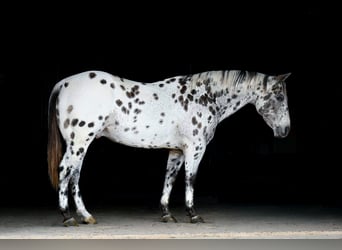 Appaloosa, Wallach, 12 Jahre, 152 cm, Tigerschecke