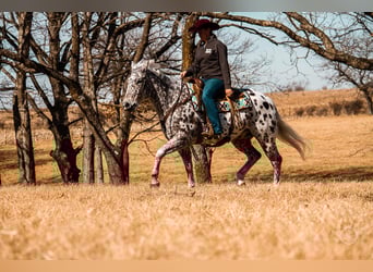 Appaloosa, Wallach, 12 Jahre, 152 cm, Tigerschecke