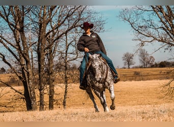 Appaloosa, Wallach, 12 Jahre, 152 cm, Tigerschecke
