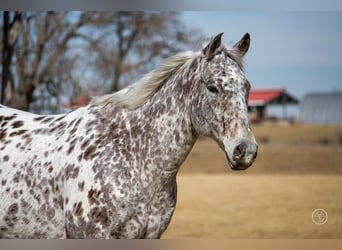 Appaloosa, Wallach, 12 Jahre, 152 cm, Tigerschecke