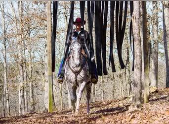Appaloosa, Wallach, 12 Jahre, 152 cm, Tigerschecke