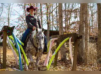 Appaloosa, Wallach, 12 Jahre, 152 cm, Tigerschecke