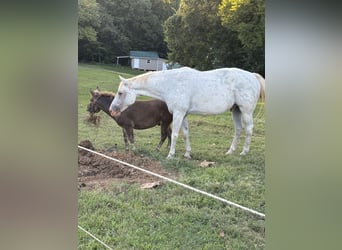 Appaloosa, Wallach, 12 Jahre, 152 cm, White