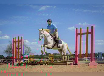 Appaloosa, Wallach, 12 Jahre, 152 cm, White