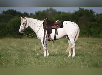 Appaloosa, Wallach, 12 Jahre, 152 cm, White