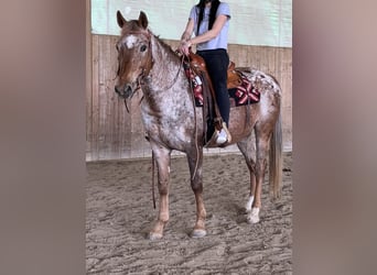 Appaloosa, Wallach, 12 Jahre, 153 cm, Roan-Red