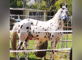 Appaloosa, Wallach, 12 Jahre, 153 cm, Tigerschecke