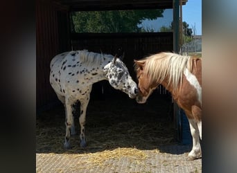 Appaloosa, Wallach, 12 Jahre, 153 cm, Tigerschecke
