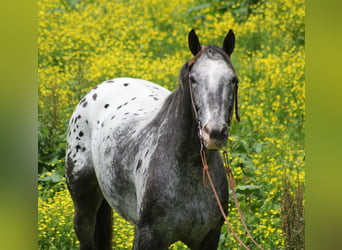 Appaloosa, Wallach, 12 Jahre, 155 cm, Rotbrauner