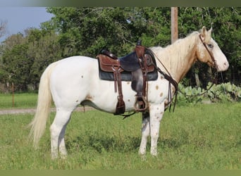 Appaloosa, Wallach, 12 Jahre, 157 cm, Dunkelfuchs