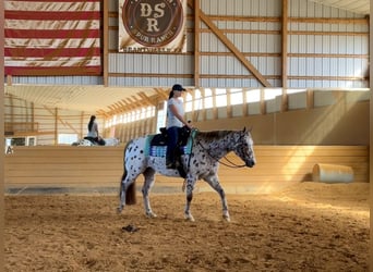 Appaloosa, Wallach, 12 Jahre, 160 cm, Dunkelfuchs