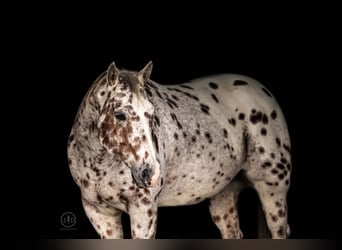 Appaloosa, Wallach, 12 Jahre, 160 cm, Dunkelfuchs