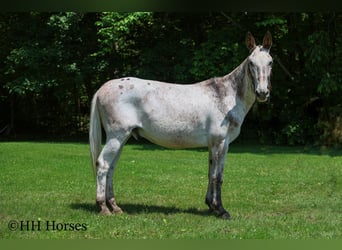 Appaloosa, Wallach, 12 Jahre, 160 cm, Dunkelfuchs