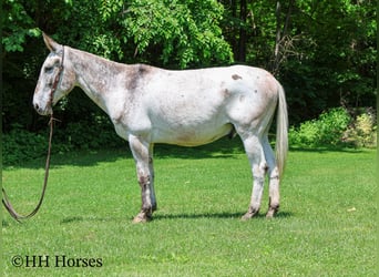 Appaloosa, Wallach, 12 Jahre, 160 cm, Dunkelfuchs
