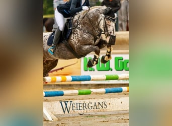 Appaloosa, Wallach, 12 Jahre, 162 cm, Tigerschecke