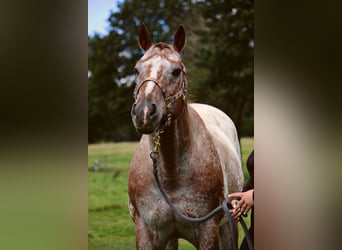 Appaloosa, Wallach, 12 Jahre, 165 cm