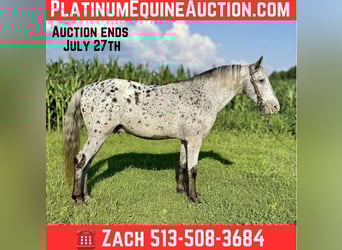 Appaloosa, Wallach, 12 Jahre, Schimmel