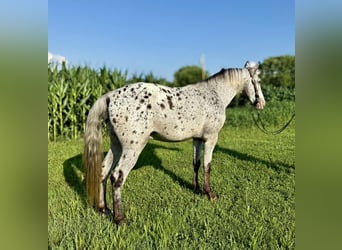 Appaloosa, Wallach, 12 Jahre, Schimmel