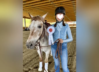 Appaloosa Mix, Wallach, 13 Jahre, 130 cm, Braunfalbschimmel