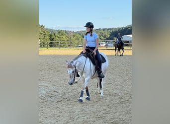 Appaloosa Mix, Wallach, 13 Jahre, 130 cm, Braunfalbschimmel