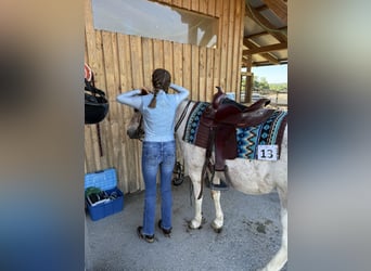 Appaloosa Mix, Wallach, 13 Jahre, 130 cm, Braunfalbschimmel