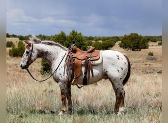 Appaloosa, Wallach, 13 Jahre, 147 cm, Roan-Red