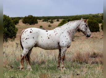 Appaloosa, Wallach, 13 Jahre, 147 cm, Roan-Red