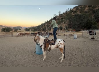 Appaloosa, Wallach, 13 Jahre, 150 cm, Buckskin