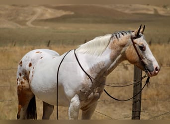 Appaloosa, Wallach, 13 Jahre, 150 cm, Buckskin