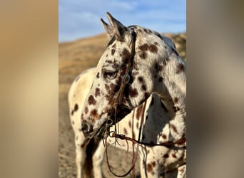Appaloosa, Wallach, 13 Jahre, 150 cm, Dunkelfuchs