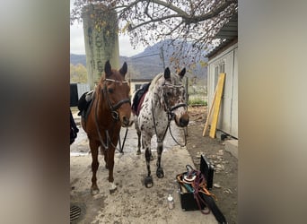 Appaloosa, Wallach, 13 Jahre, 153 cm, Tigerschecke