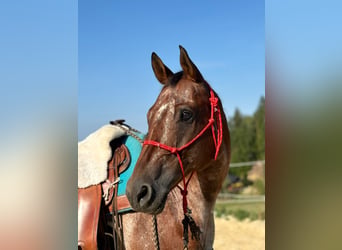 Appaloosa, Wallach, 13 Jahre, 158 cm, Brauner