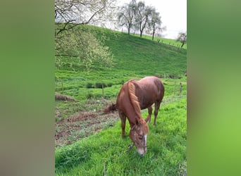 Appaloosa, Wallach, 13 Jahre, 159 cm, Fuchs