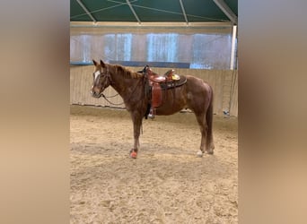 Appaloosa, Wallach, 13 Jahre, 159 cm, Fuchs