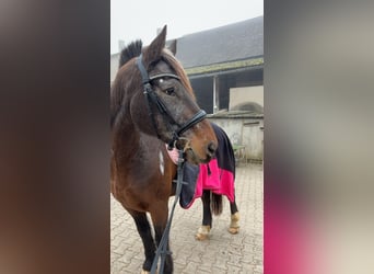 Appaloosa Mix, Wallach, 13 Jahre, 160 cm, Brauner