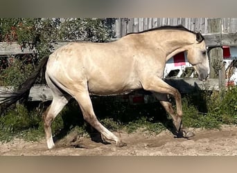 Appaloosa, Wallach, 13 Jahre, 163 cm, Buckskin